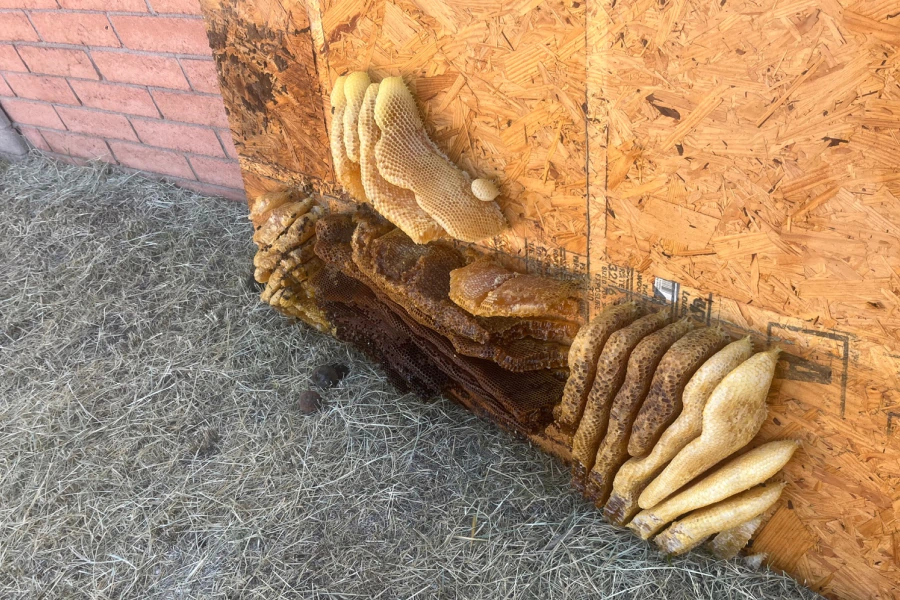 bee hive removal bee hive removal