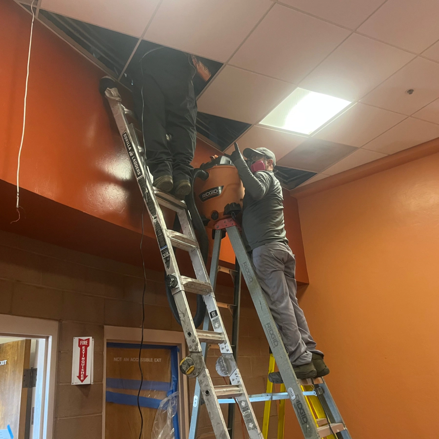 ceiling rodent removal
