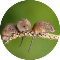 field mice