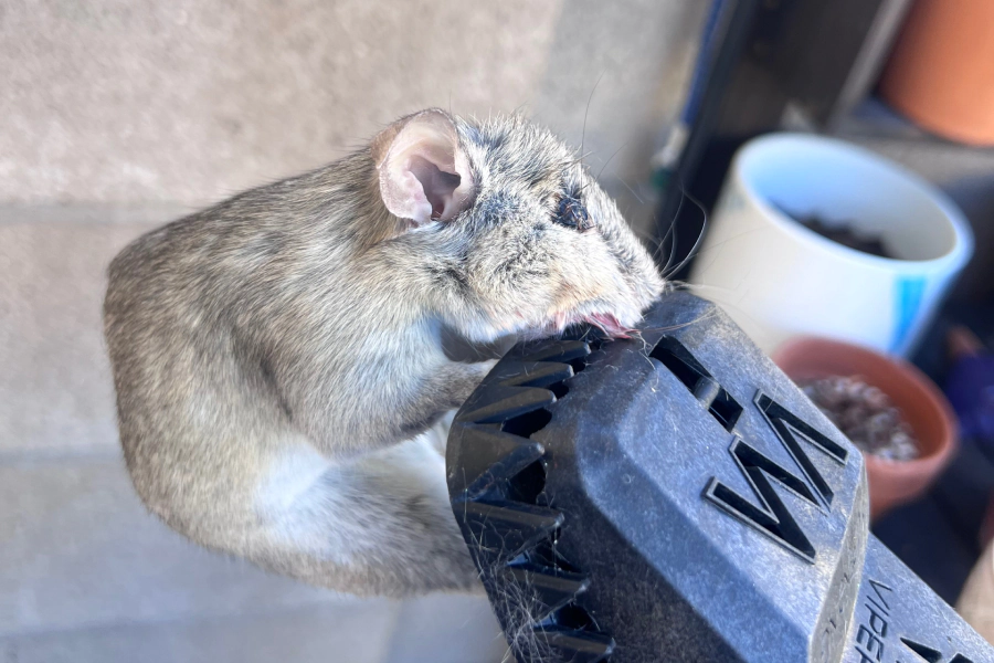 rodent removal