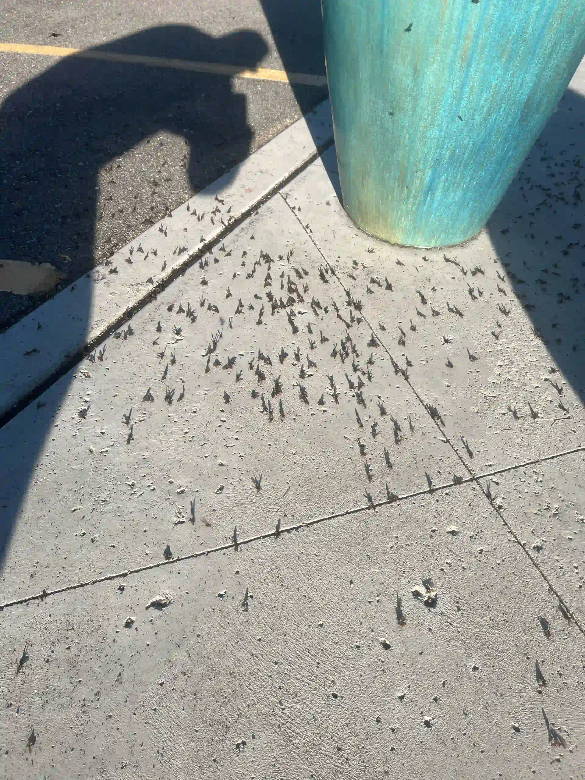 Trusted Pest Control Services in Marana, Arizona
